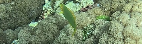 Thalassoma lutescens