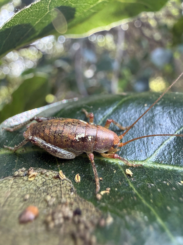 iNaturalist observation photo of Gammarotettix genitalis
