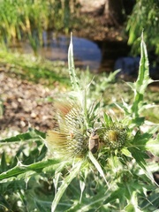 Cirsium rhaphilepis