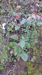 Schistocarpha eupatorioides