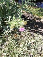 Cirsium rhaphilepis