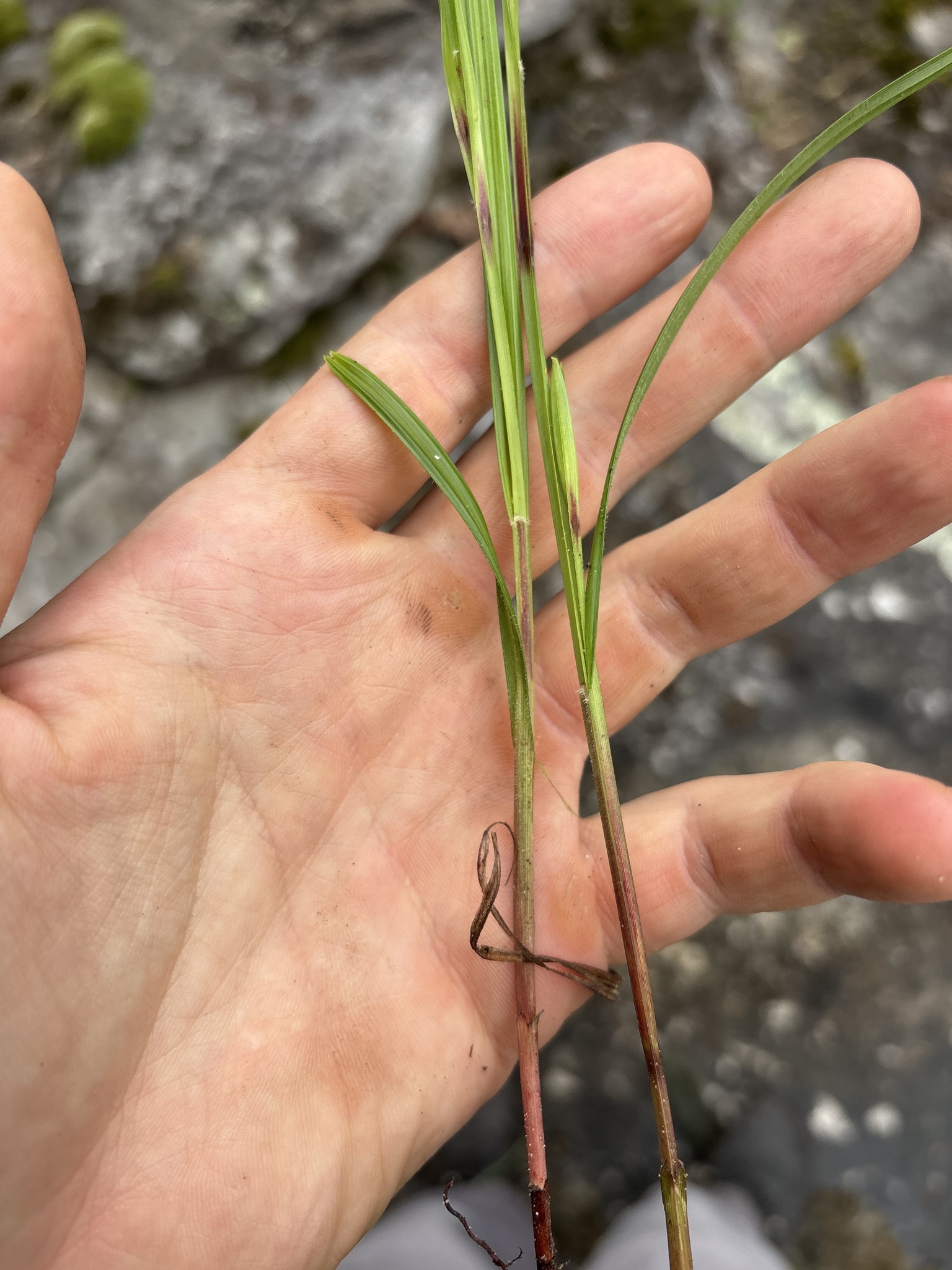 Imagem de Scleria oligantha