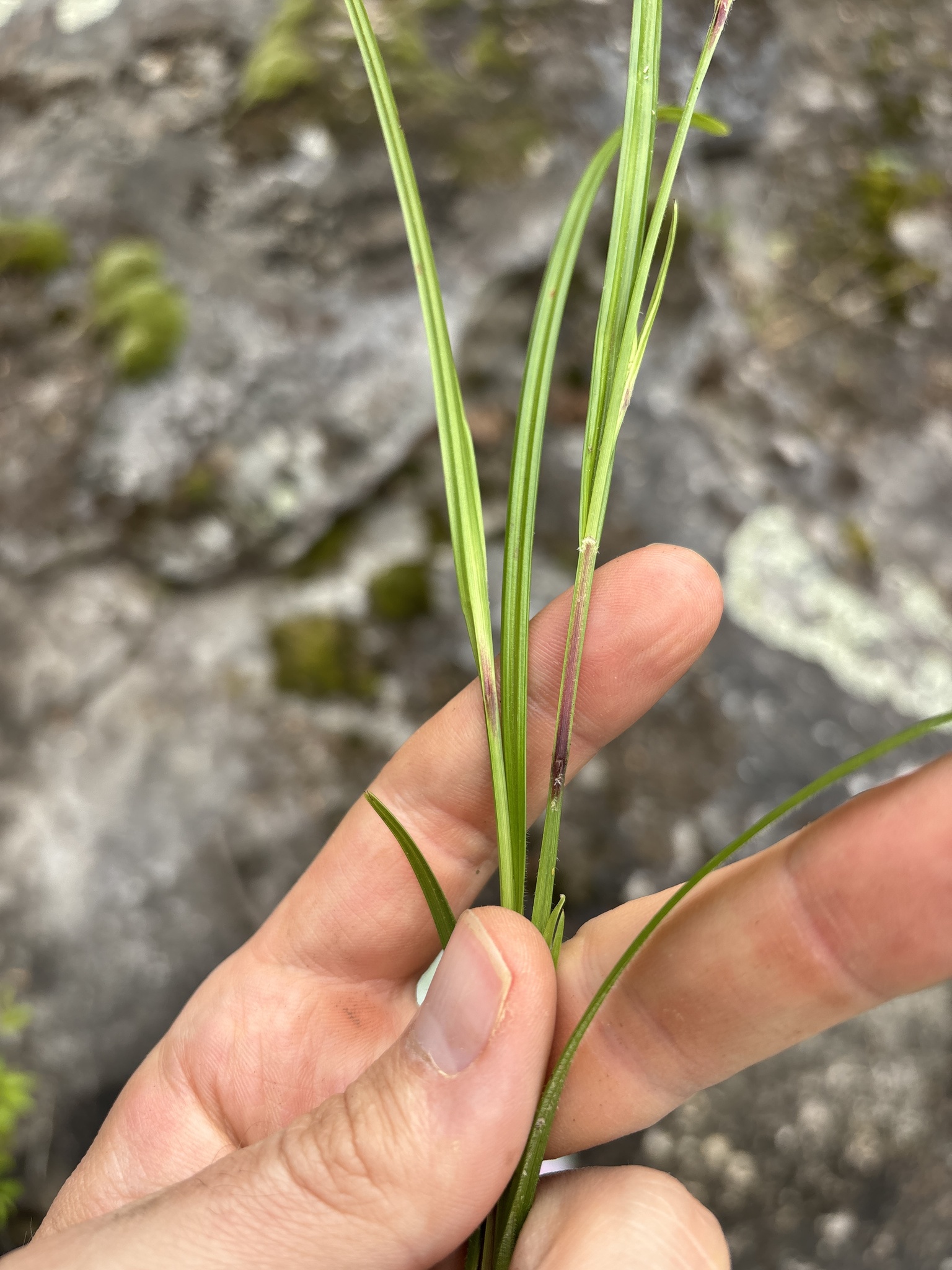 Imagem de Scleria oligantha