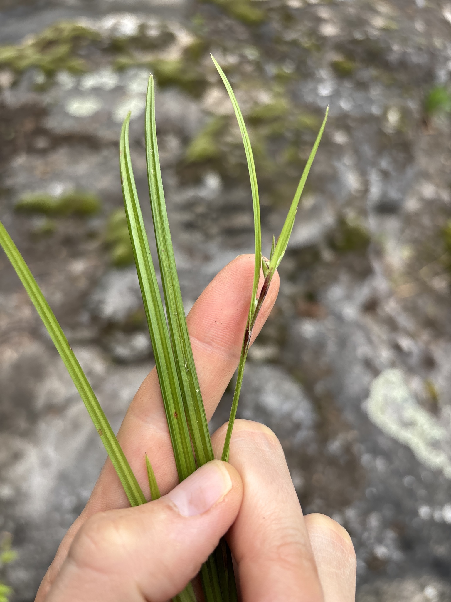 Imagem de Scleria oligantha