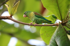 Brotogeris jugularis