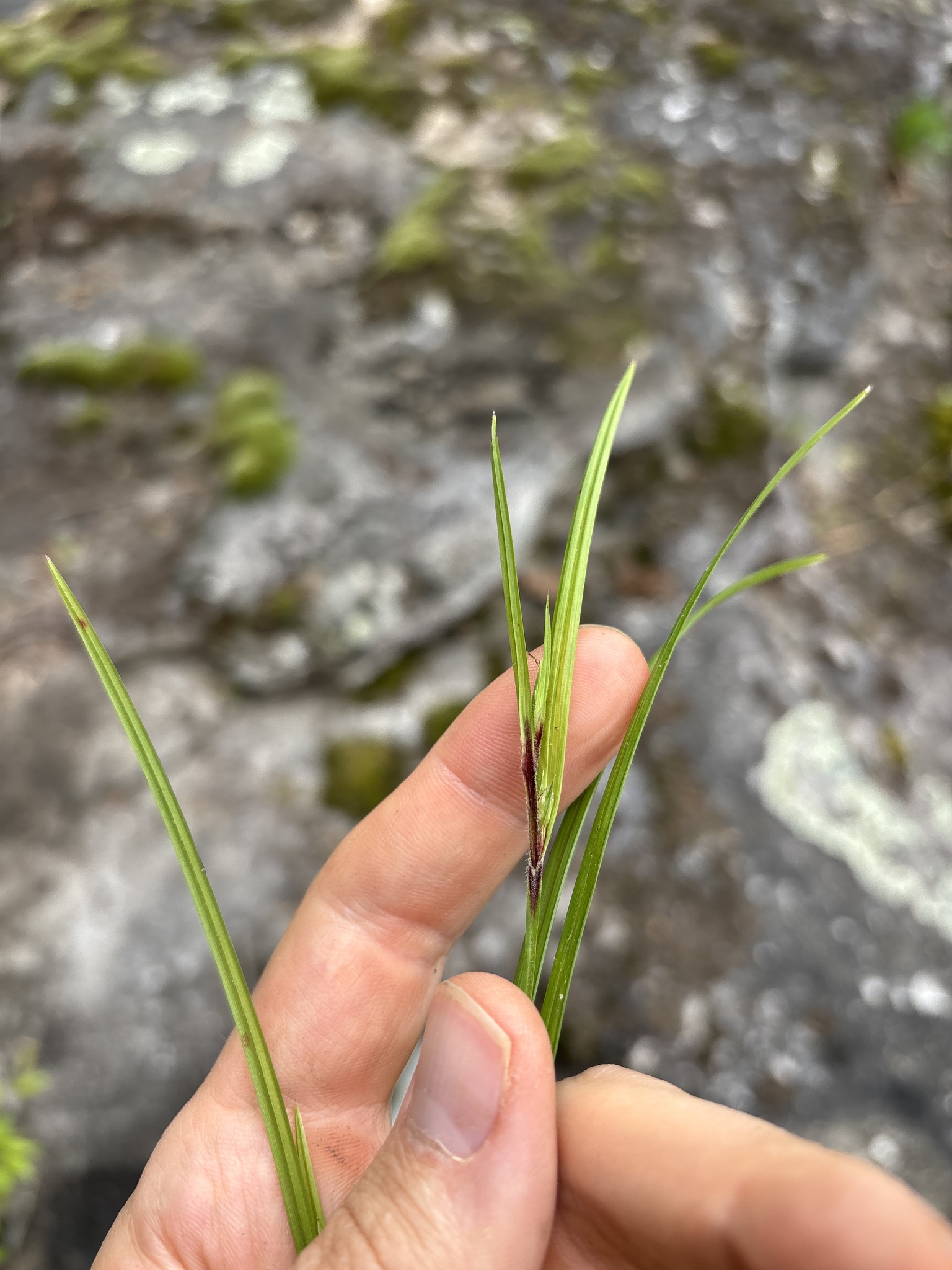Imagem de Scleria oligantha