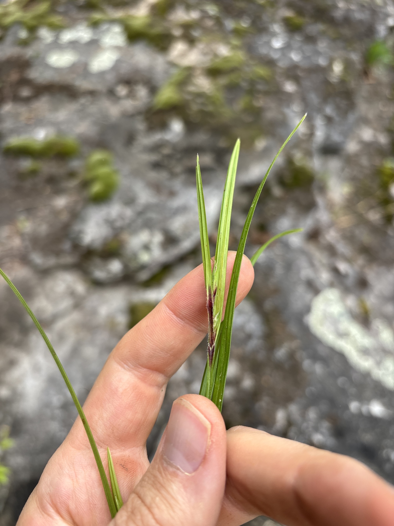 Imagem de Scleria oligantha