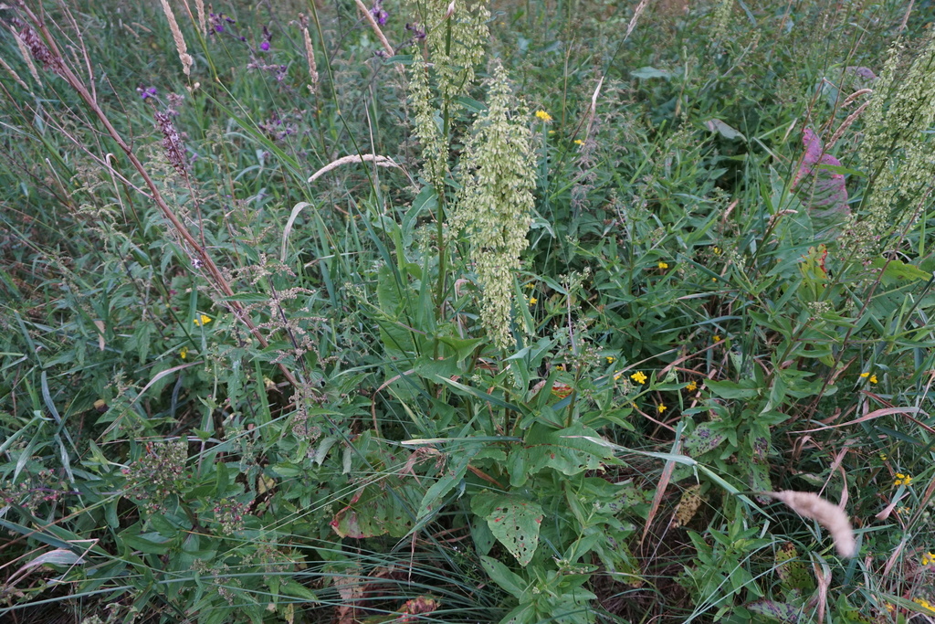 Scottish dock (Rumex aquaticus)