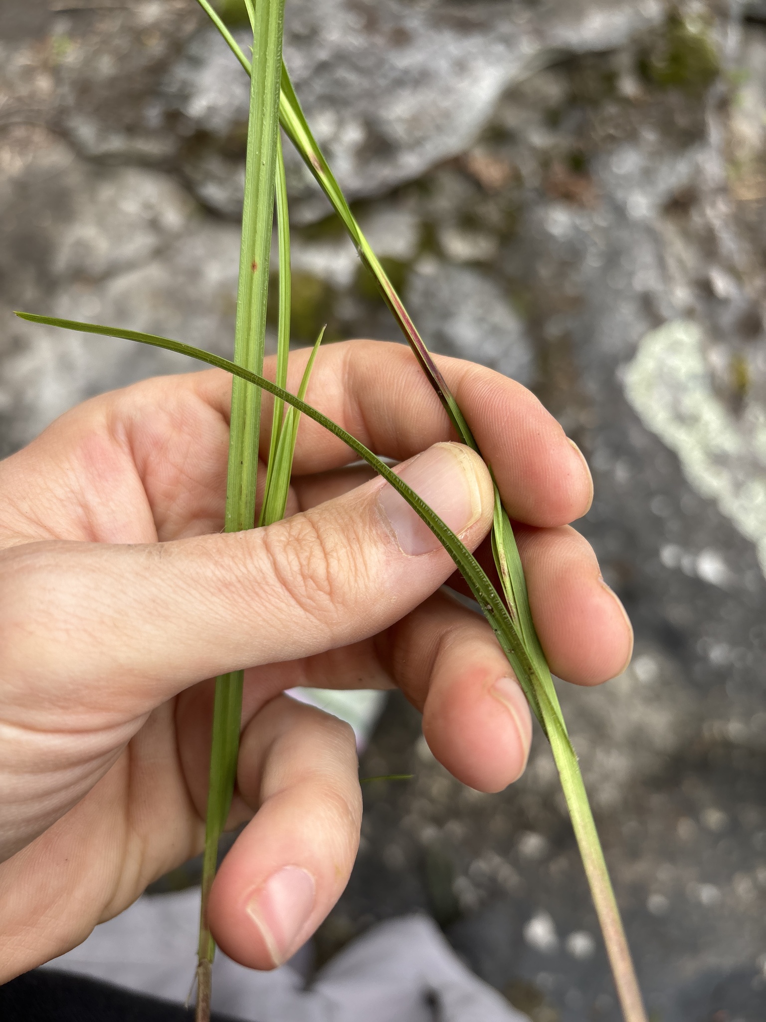 Imagem de Scleria oligantha