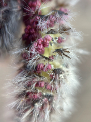 Amerikanische Zitterpappel (Populus tremuloides): Herkunft und Verwendung — Foto 2
