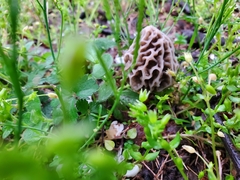 Morchella americana