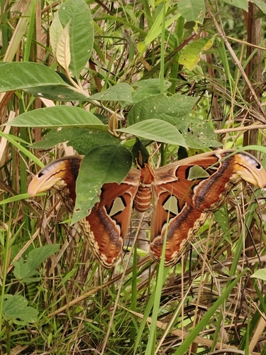 Atlas Moth