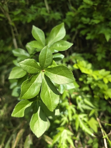 Eleutherococcus spinosus iNat (1)