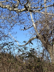 Corvus brachyrhynchos caurinus