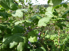 Ribes divaricatum