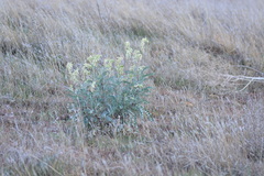 Astragalus oxyphysus