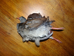 Crypturellus parvirostris