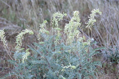Astragalus oxyphysus