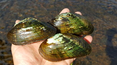 Alasmidonta marginata