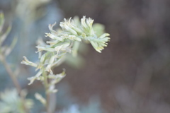 Astragalus oxyphysus