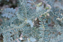 Astragalus oxyphysus