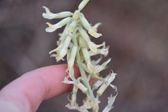Astragalus oxyphysus