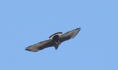 Buteo albonotatus