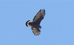 Buteo albonotatus