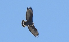 Buteo albonotatus