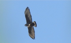 Buteo albonotatus