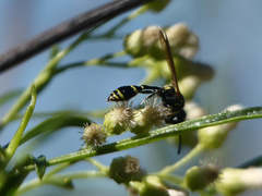 Trachypus petiolatus