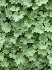 Ranunculus parviflorus