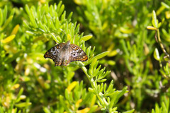 Anartia jatrophae semifusca