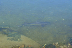 Mustelus californicus