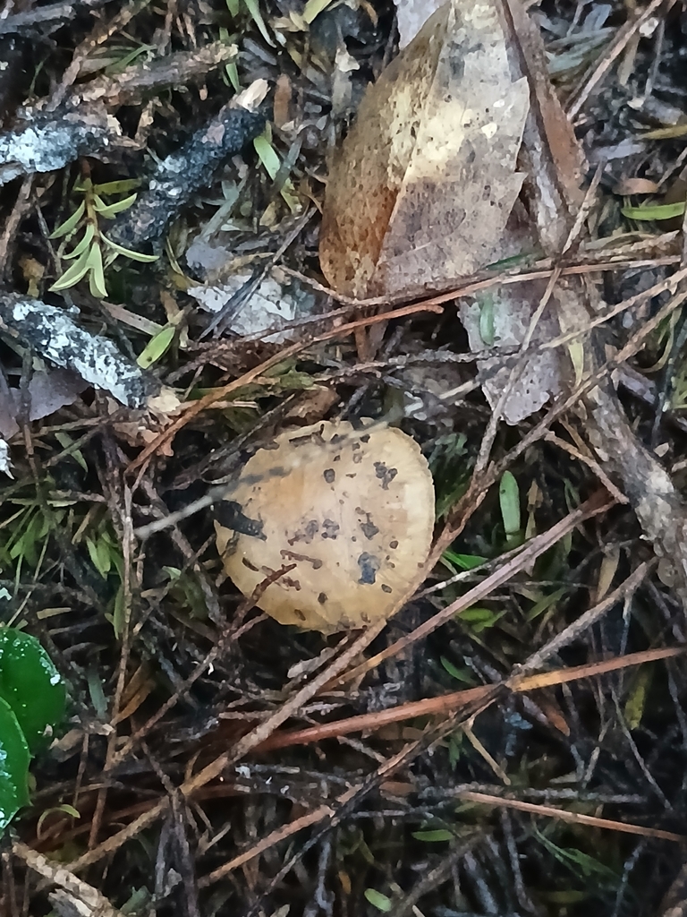 Inocybe fulvilubrica