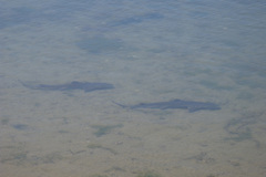 Mustelus californicus