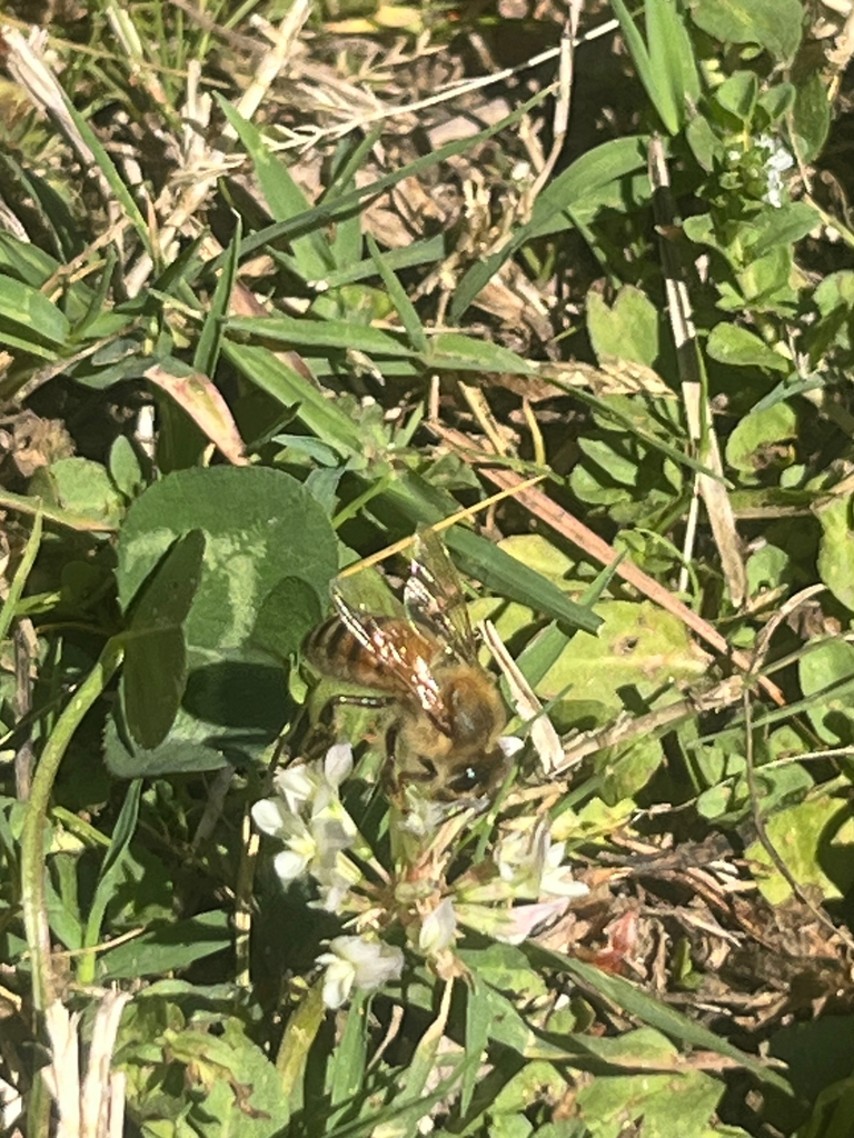 Western Honey Bee from Rocky Branch Trail, Raleigh, NC, US on April 18 ...