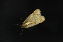 Alsophila aescularia