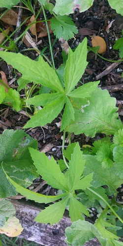 Cyclanthera pedata, photograph 2