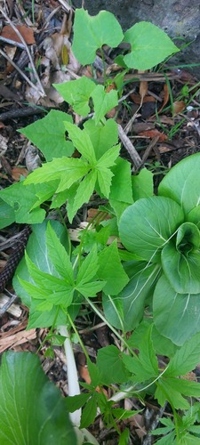 Cyclanthera pedata, photograph 1