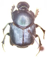 Onthophagus cyanellus