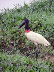 Jabiru mycteria