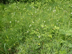 Ranunculus uncinatus