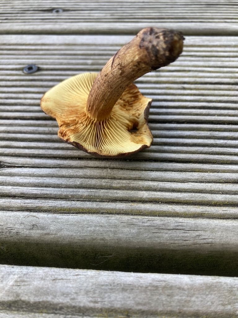 Gymnopilus purpuratus · April 2026 · photo: © leyton5 (iNaturalist, cc-by)