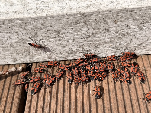 Black-and-Red Bug