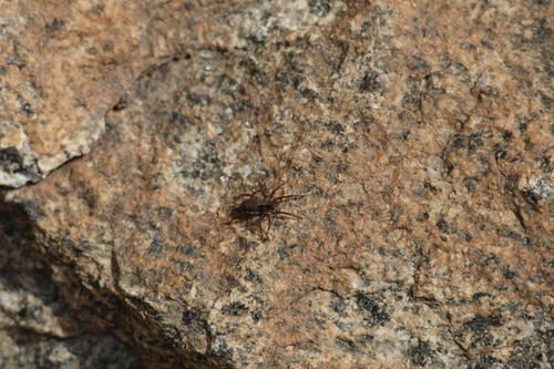 iNaturalist observation photo of Wolf Spiders