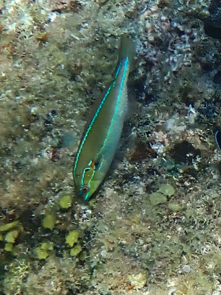 Cutribbon wrasse