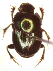 Onthophagus chryses