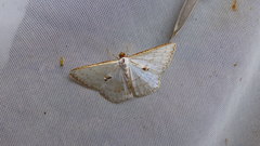 Leuciris