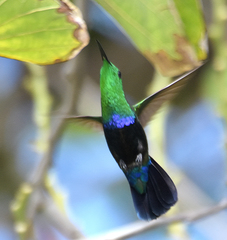 Eulampis holosericeus